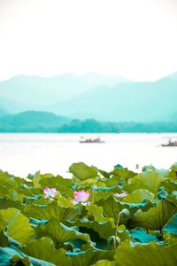 Close-up of flowering plants by water against sky