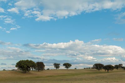 Trees on field against sky