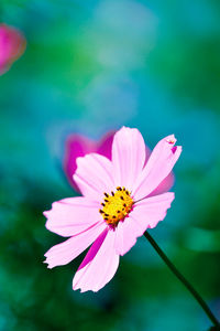 Close-up of pink cosmos flower