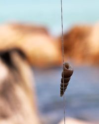 Close-up of hanging seashell.