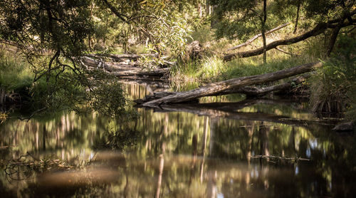 Scenic view of lake against trees