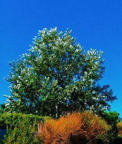 Low angle view of trees against blue sky