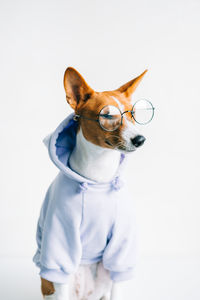 Dog looking away against white background