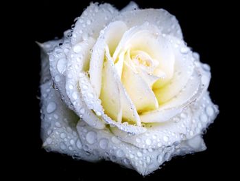 Close-up of white rose against black background