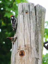 Close-up of bird perching on wooden tree trunk