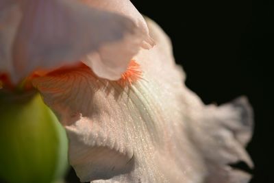 Close-up of flowers against blurred background
