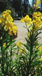 Close-up of yellow flowers blooming on field