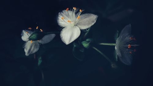 Close-up of white flowering plant against black background