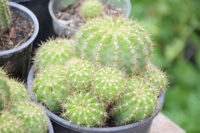 High angle view of potted plants