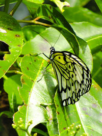 Close-up of butterfly on leaf