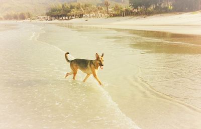 Dog on wet sand at beach