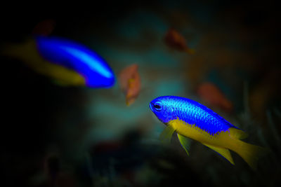 Close-up of fish swimming in sea