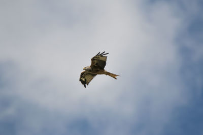 Low angle view of eagle flying in sky