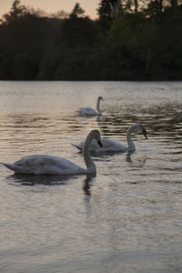 View of swans swimming in lake