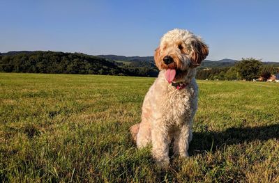 Dog looking away on field