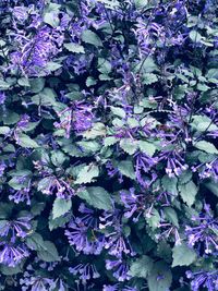 Full frame shot of purple flowering plants