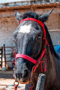 Close-up of horse