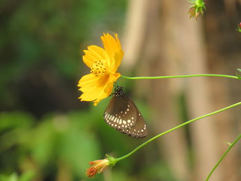 Close-up of butterfly on yellow flower