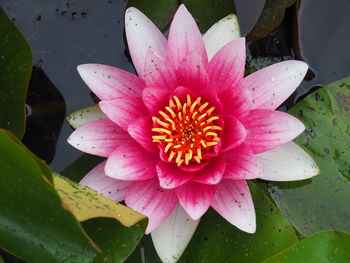 High angle view of pink water lily blooming outdoors