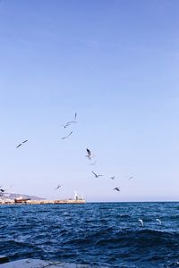 Birds flying over sea