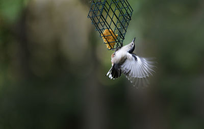 Close-up of bird flying