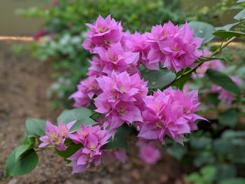 Close-up of pink flowering plant