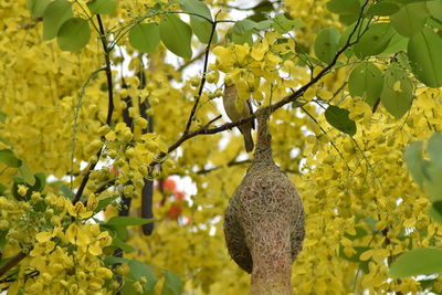 Low angle view of yellow flowering plant hanging from tree