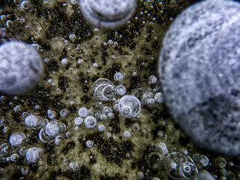Close-up of bubbles in water