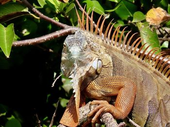 Closeup of a large iguana