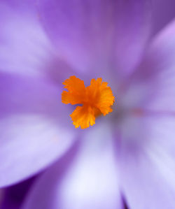 Close-up of orange flowering plant