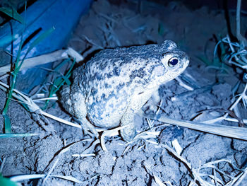High angle view of fish on field