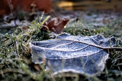 Close-up of frozen dry leaves on land