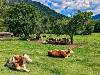 Cows in a field