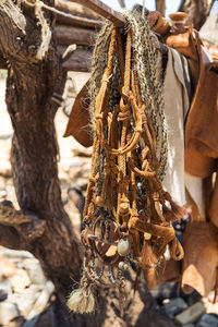 Close-up of dry leaves hanging on tree trunk