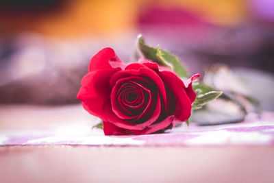 Close-up of pink rose