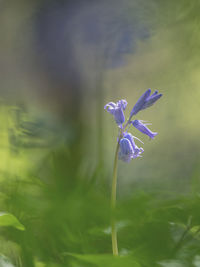 Close-up of purple flowering plant on field