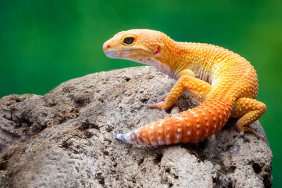 Close-up of lizard on rock