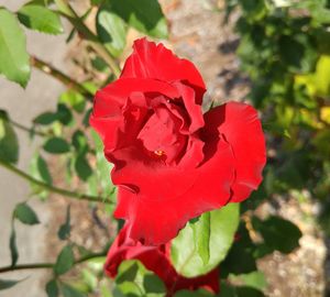 Close-up of red rose
