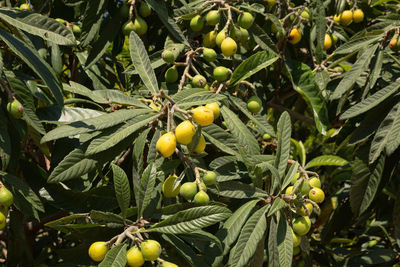 Close-up of fruits on tree