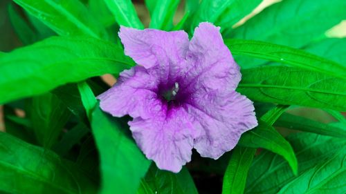 Close-up of pink flowers