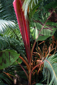 Close-up of palm trees