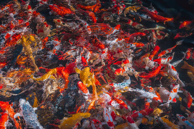 High angle view of koi carps swimming in pond