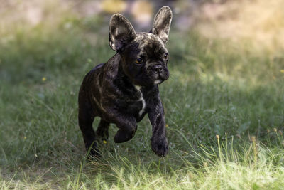Portrait of a dog on field