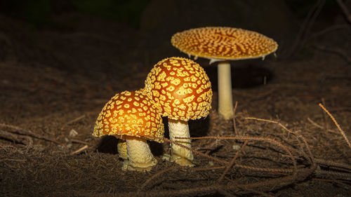 Close-up of mushroom growing on field