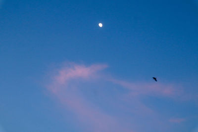 Low angle view of birds flying against blue sky