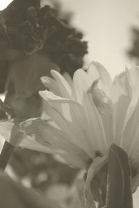 Close-up of flowers blooming outdoors