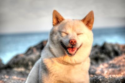 Close-up of dog with eyes closed sitting at beach during sunset