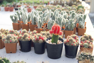 Close-up of potted plants