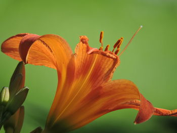 Close-up of white lily plant