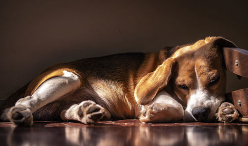 Close-up of a dog sleeping on floor